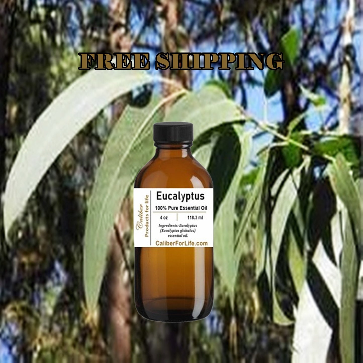 Eucalyptus (globulus)  Essential Oil